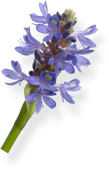 A flower plant