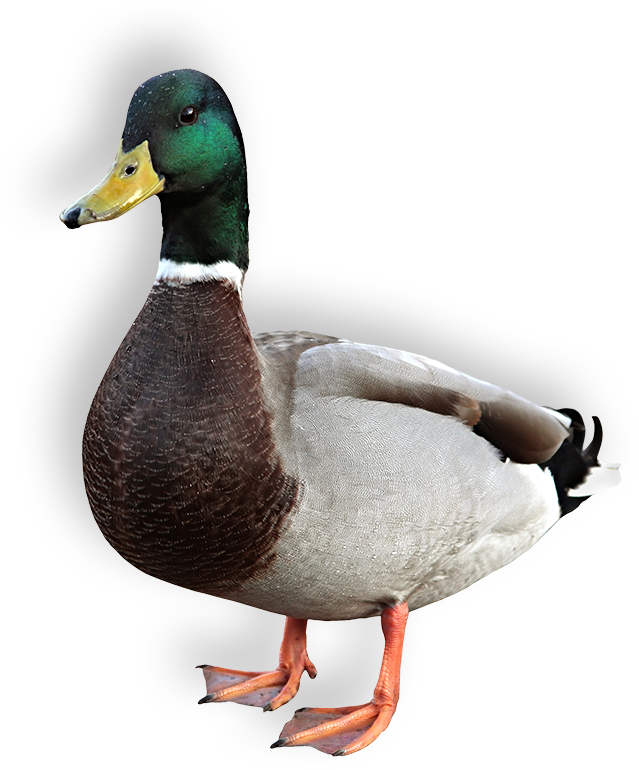 Duck