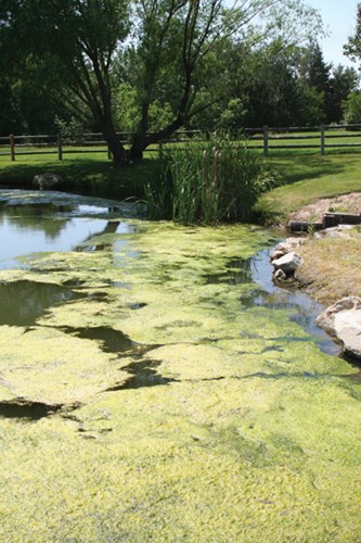 Algae sitting at the top of water